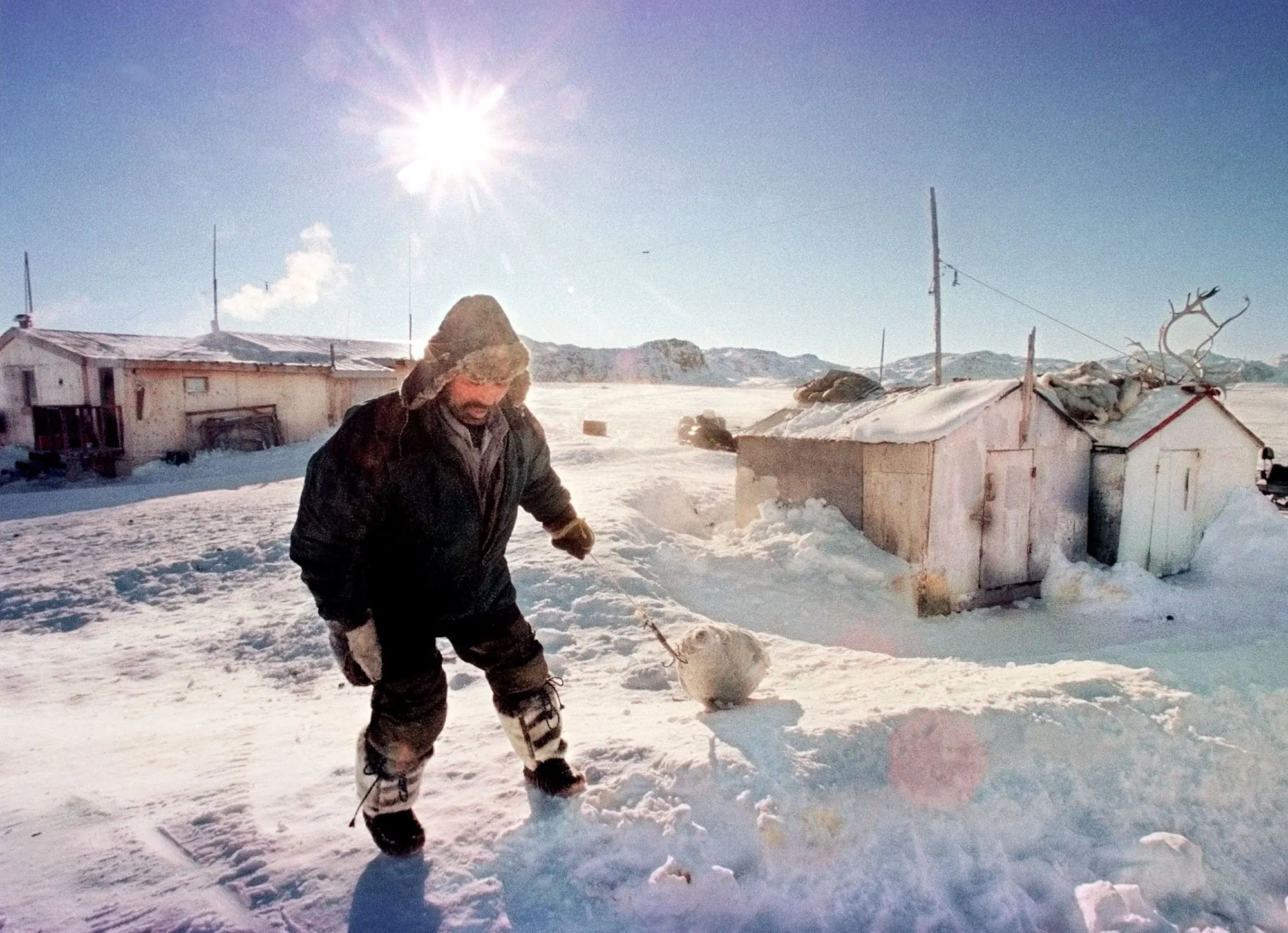 Dog Food — Lypa Pitsiulak, an Inuk living on an outpost camp in the Opingivik area of the Nunavut territory, Canada, pulls a dead and frozen seal he hunted across the snow of his camp Tuesday morning, March 2, 1999. Pitsiulak, his family and his dog sled team, live mainly off the seal, arctic char, caribou and occasional polar bear meat he is able to provide by hunting and fishing the arctic north of their Inuit homeland.  (AP Photo/Stephan Savoia)  © The Associated Press