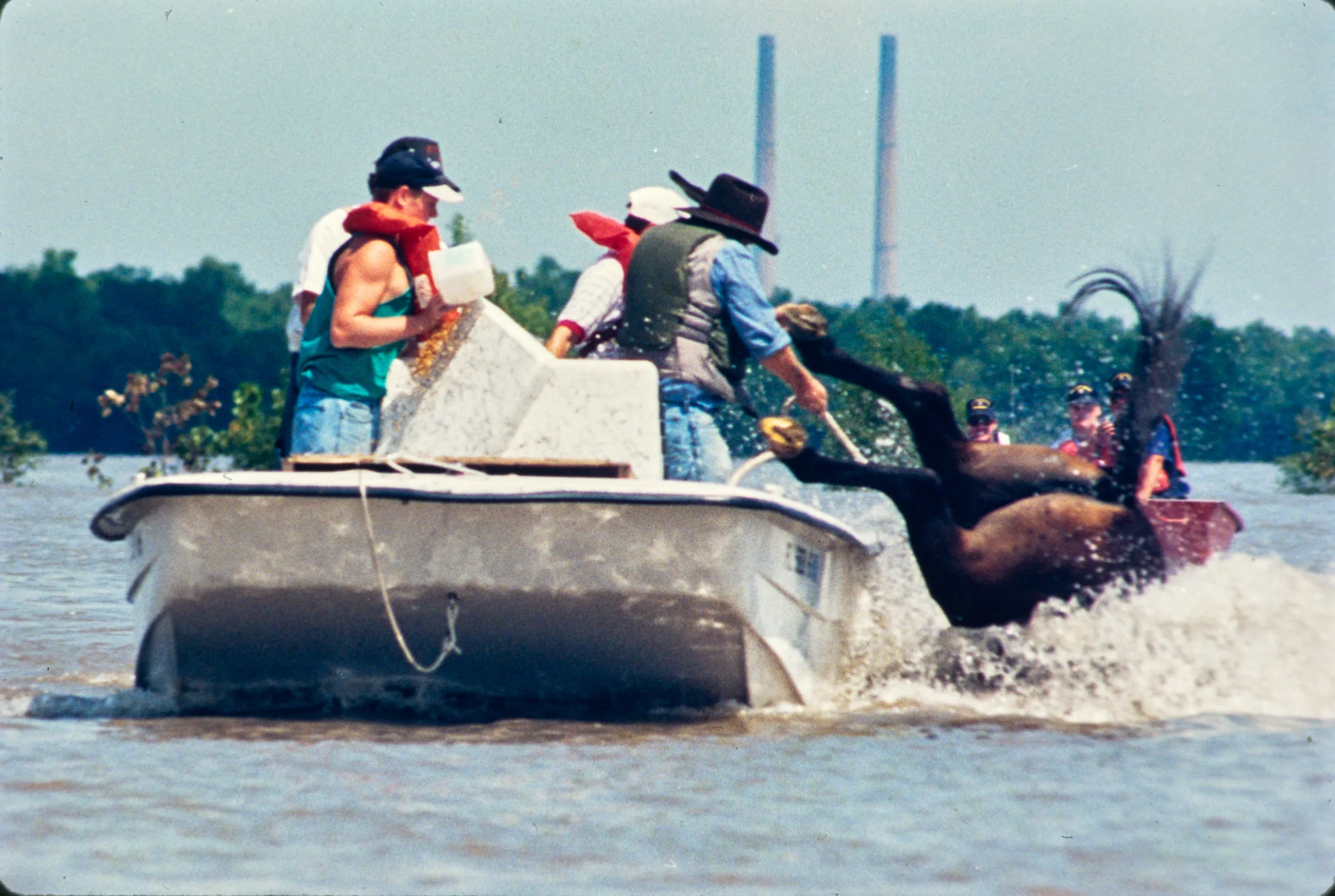 Frightened (1/3) — A nervous horse being rescued from rising flood waters by Missouri Humane Society volunteers near Portage Des Sioux, Missouri falls overboard from the flat bottom boat (top photo) being used to transport the equine to high ground during the Great Midwest Floods of 1993 on August 6, 1993. Handler John Wirtel was holding the horse’s bridle when they both tumbled from the boat into the water. Once overboard the equine struggles to keep from going under (middle photo) as Missouri Humane Society veterinarian Joel Pounds (wearing cowboy hat) holds on to a bridle rope while Wirtel, right, swims toward the horse in an attempt to calm and coax the steed back to the boat before he drowns. Managing to maneuver the horse alongside the rescue boat he fell from, Wirtel (bottom photo right)) attempts to calm the frightened animal by covering his eyes with a towel. Never able to bring the horse back aboard, Wirtel and his team managed to calm their charge while delivering him to high dry ground and safety.  (AP Photos/Stephan Savoia)  © The Associated Press
