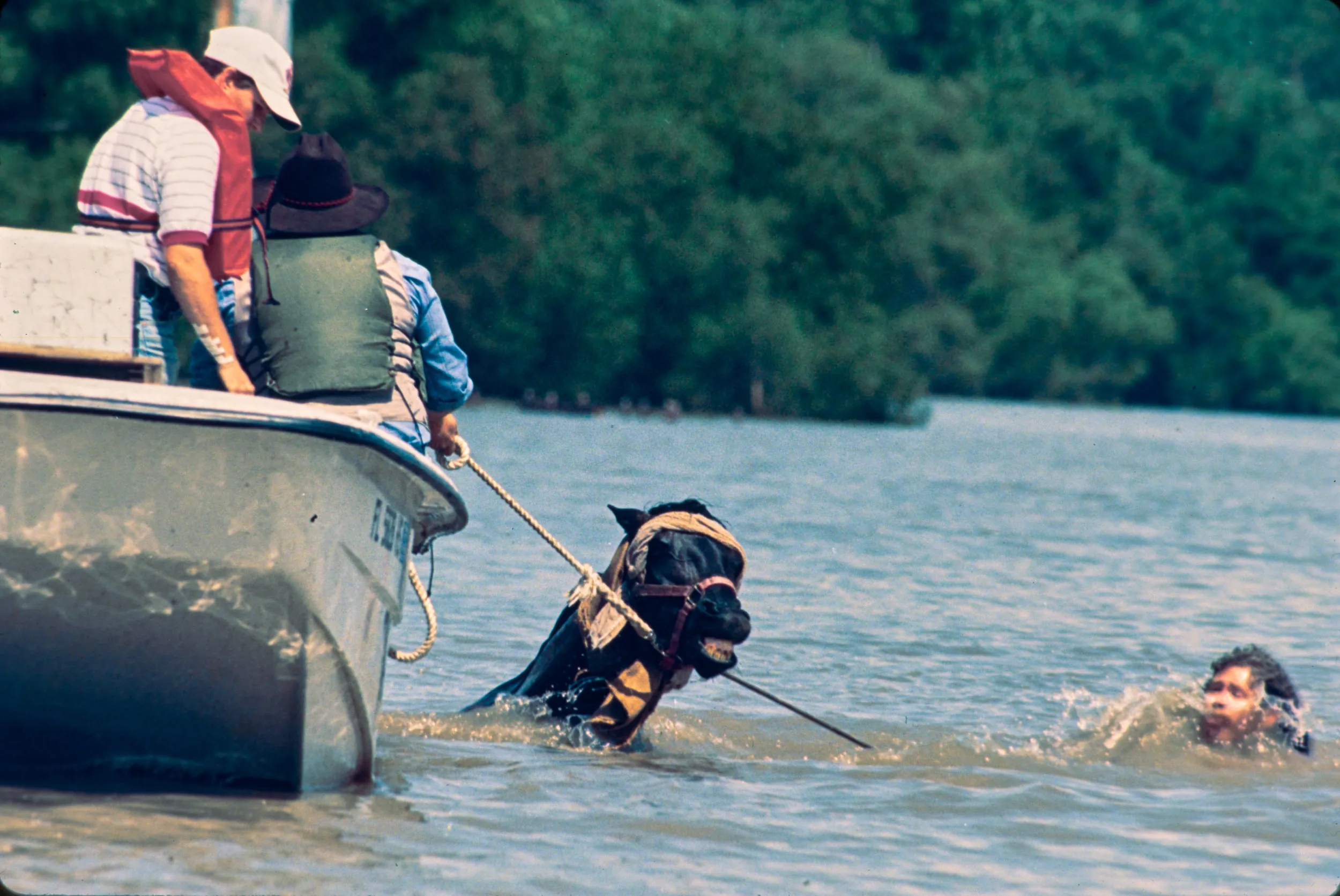 Frightened (2/3) — A nervous horse being rescued from rising flood waters by Missouri Humane Society volunteers near Portage Des Sioux, Missouri falls overboard from the flat bottom boat (top photo) being used to transport the equine to high ground during the Great Midwest Floods of 1993 on August 6, 1993. Handler John Wirtel was holding the horse’s bridle when they both tumbled from the boat into the water. Once overboard the equine struggles to keep from going under (middle photo) as Missouri Humane Society veterinarian Joel Pounds (wearing cowboy hat) holds on to a bridle rope while Wirtel, right, swims toward the horse in an attempt to calm and coax the steed back to the boat before he drowns. Managing to maneuver the horse alongside the rescue boat he fell from, Wirtel (bottom photo right)) attempts to calm the frightened animal by covering his eyes with a towel. Never able to bring the horse back aboard, Wirtel and his team managed to calm their charge while delivering him to high dry ground and safety.  (AP Photos/Stephan Savoia)  © The Associated Press