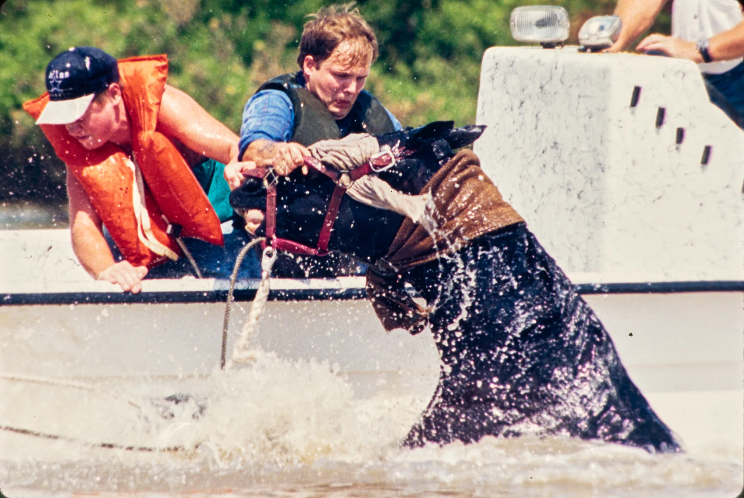 Frightened (3/3) — A nervous horse being rescued from rising flood waters by Missouri Humane Society volunteers near Portage Des Sioux, Missouri falls overboard from the flat bottom boat (top photo) being used to transport the equine to high ground during the Great Midwest Floods of 1993 on August 6, 1993. Handler John Wirtel was holding the horse’s bridle when they both tumbled from the boat into the water. Once overboard the equine struggles to keep from going under (middle photo) as Missouri Humane Society veterinarian Joel Pounds (wearing cowboy hat) holds on to a bridle rope while Wirtel, right, swims toward the horse in an attempt to calm and coax the steed back to the boat before he drowns. Managing to maneuver the horse alongside the rescue boat he fell from, Wirtel (bottom photo right)) attempts to calm the frightened animal by covering his eyes with a towel. Never able to bring the horse back aboard, Wirtel and his team managed to calm their charge while delivering him to high dry ground and safety.  (AP Photos/Stephan Savoia)  © The Associated Press