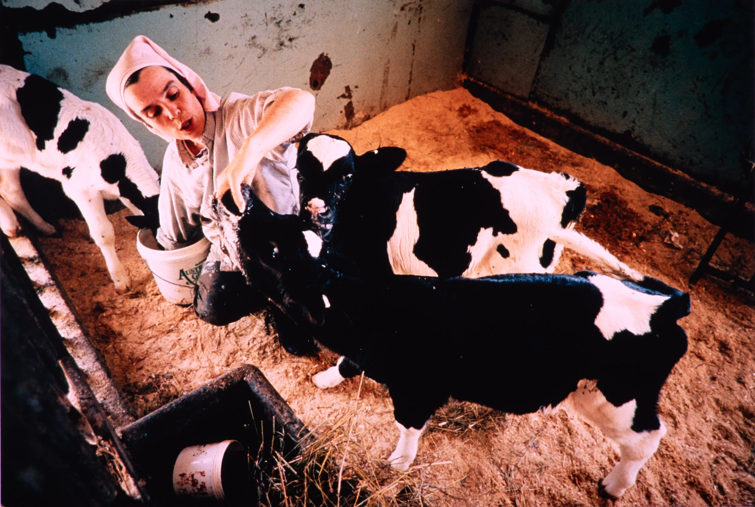 Sawdust To Sweets — Sister Hanne-Marie, a Trappistine novice nun at St. Mary’s Abby in Wrentham, Massachusetts, feeds a group of week-old calves in the abby’s dairy barn early Monday morning August 21, 1995. Hanne-Marie, who was a journalist in Norway before joining the religious order, works in the abby’s calf barn tending to the order’s cows. The Trappistine Sisters of Wrentham raise milking cows and use their milk to craft assorted handmade chocolates one batch at a time. Profits from their candy making supports their abby.  (AP Photo/Stephan Savoia)  © The Associated Press